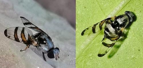 Réf. 330 197 : Myennis octopunctata